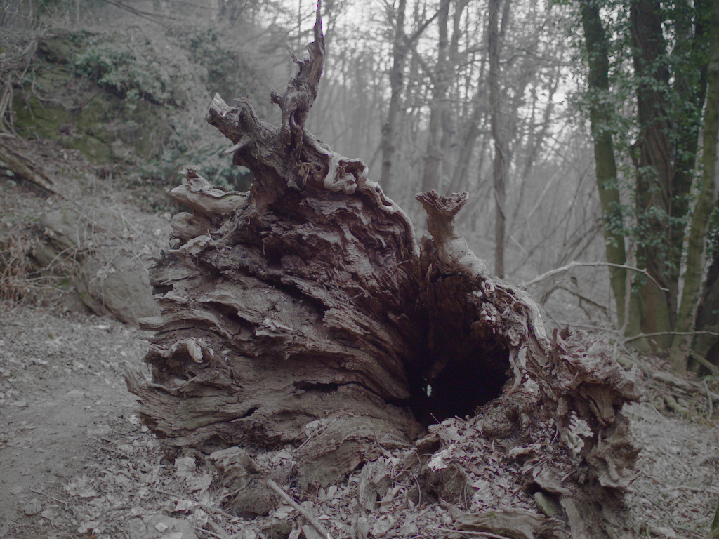 Castagno
