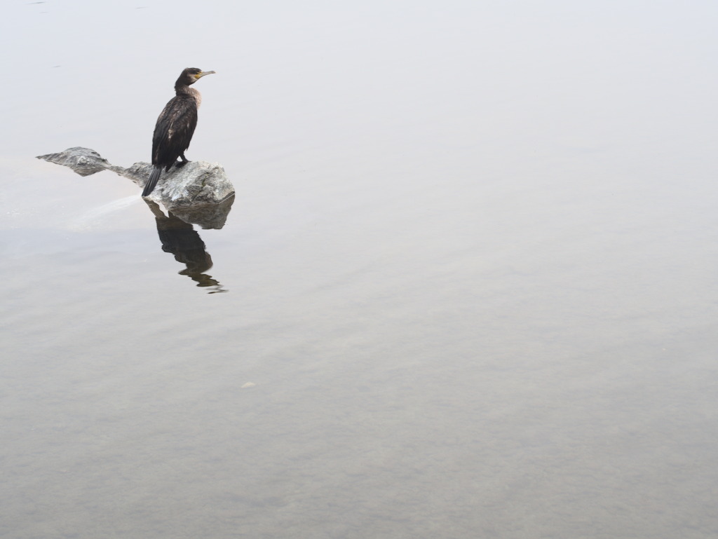 Cormorano
