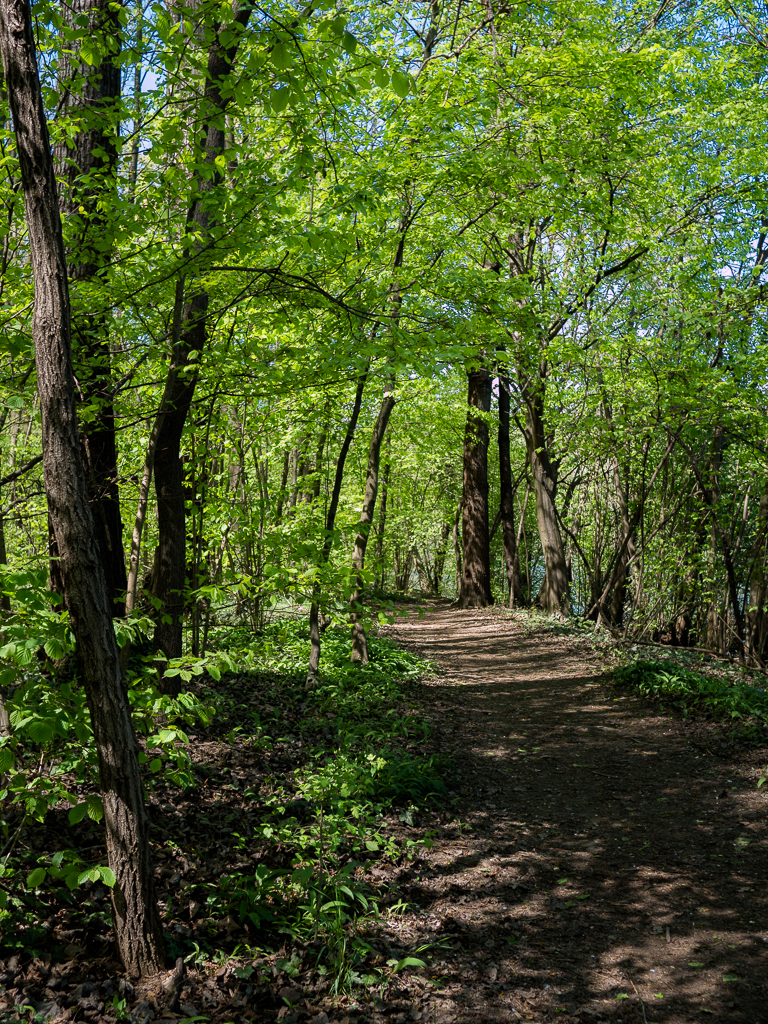 Bosco di pianura
