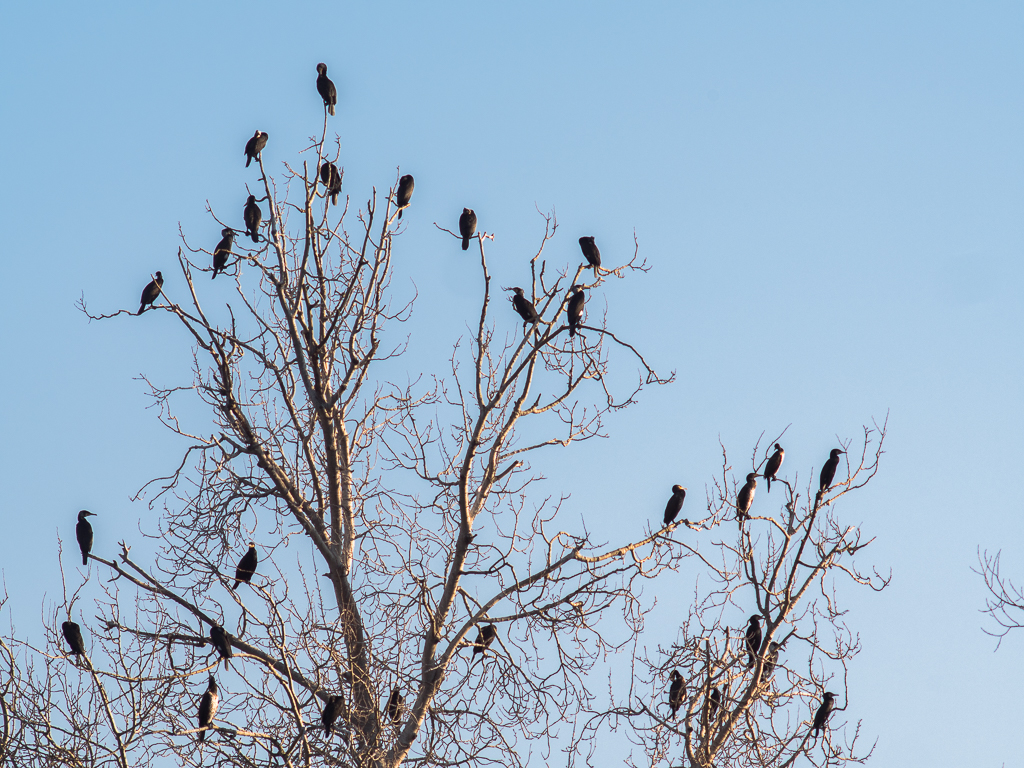 Il pioppo dei cormorani
