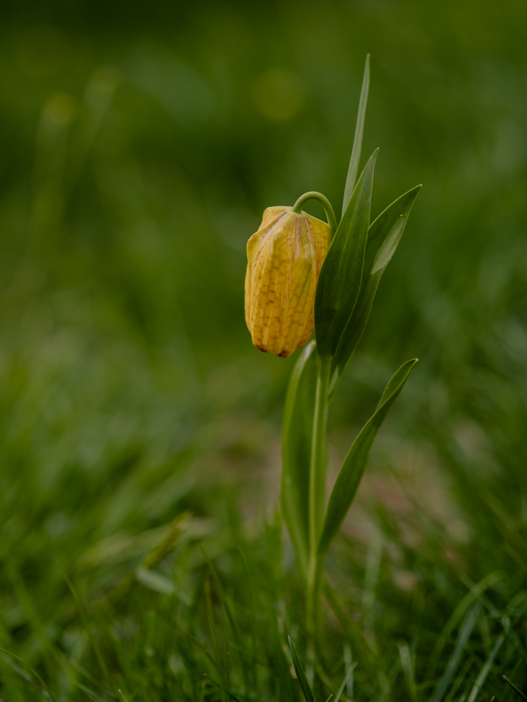 Fritillaria tubaeformis
