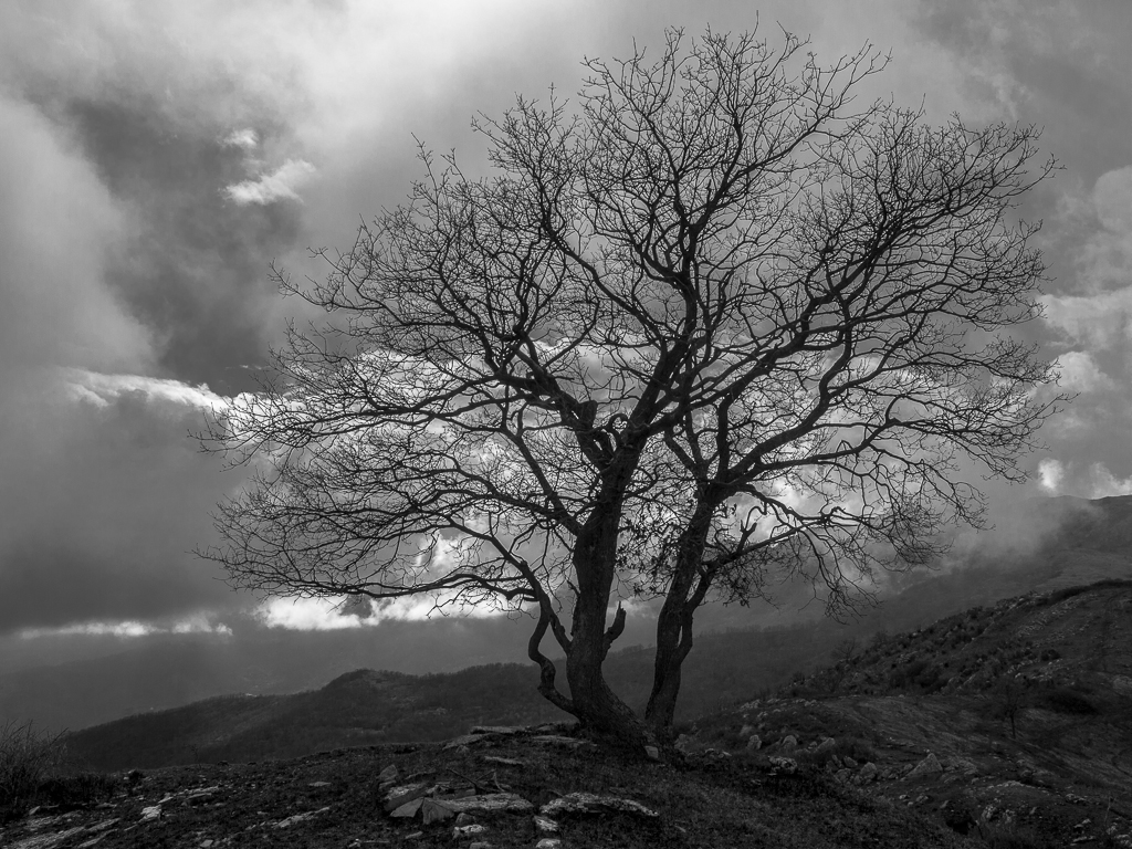 Quercia sul Monte dei Prati