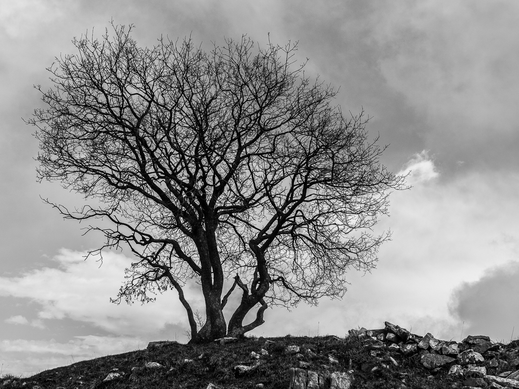 Quercia sul Monte dei Prati