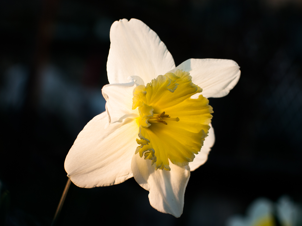 Narciso trombone