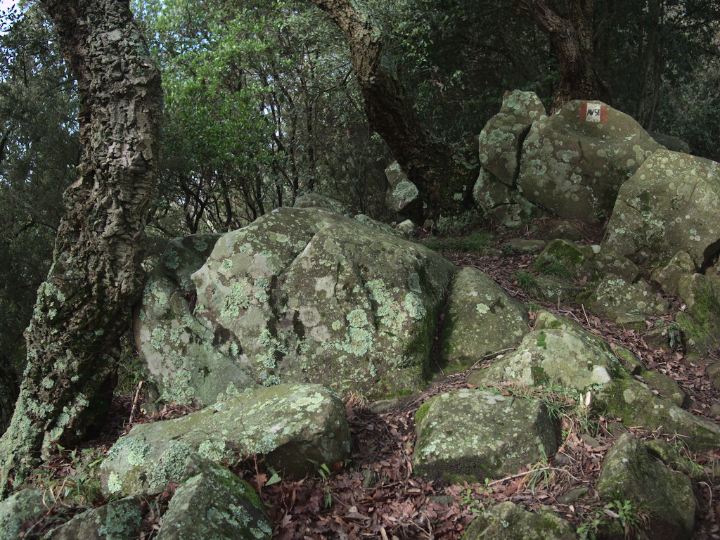 Bosco di sughere