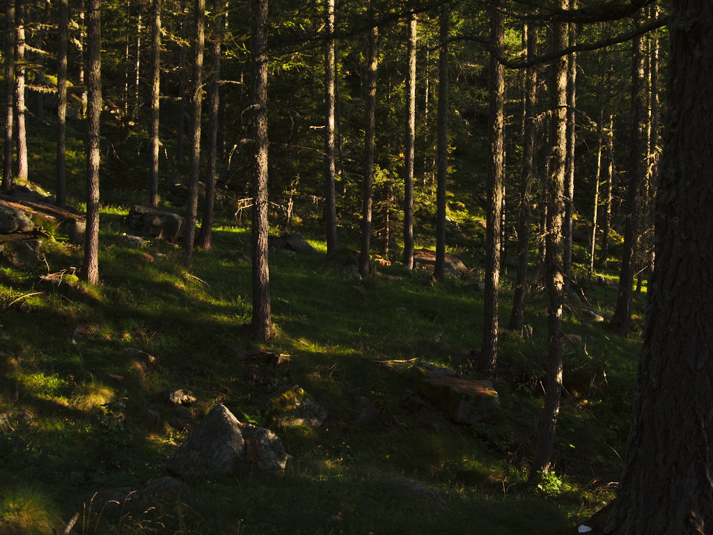 Tramonto nel bosco