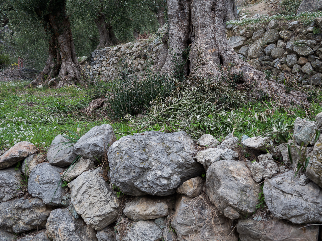 Oliveto secolare “A casassa du Doniu”