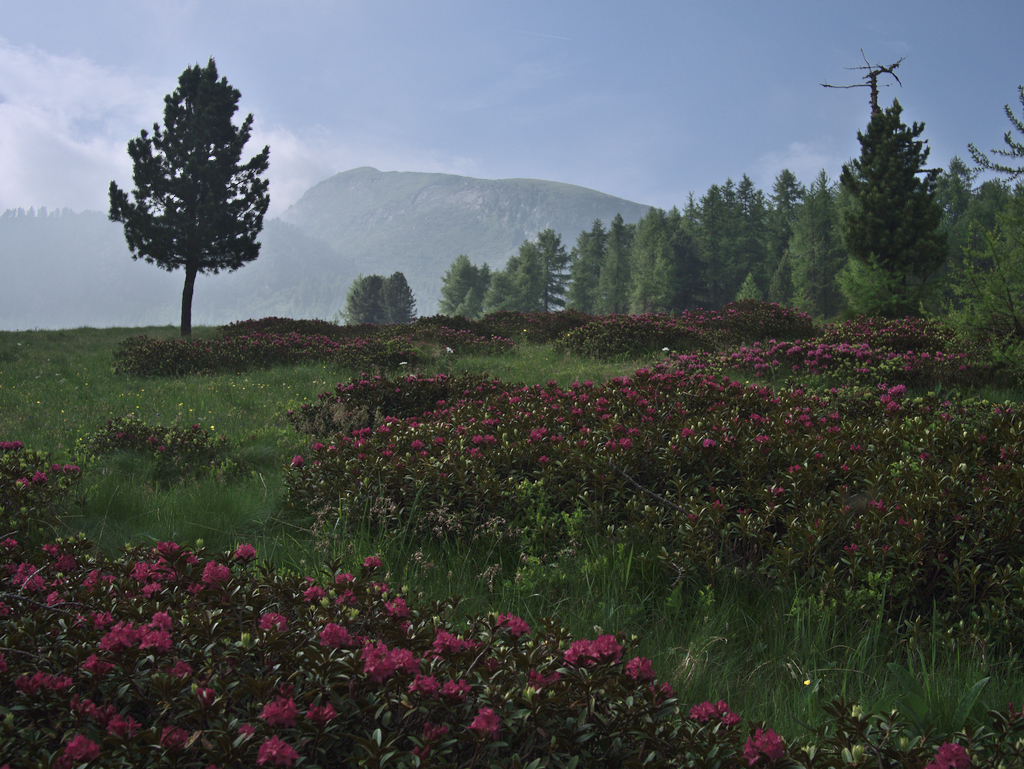 Monte Nebin
