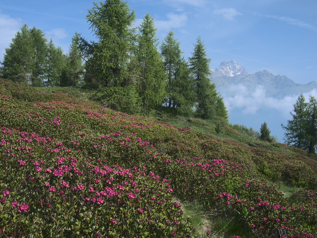 Monviso