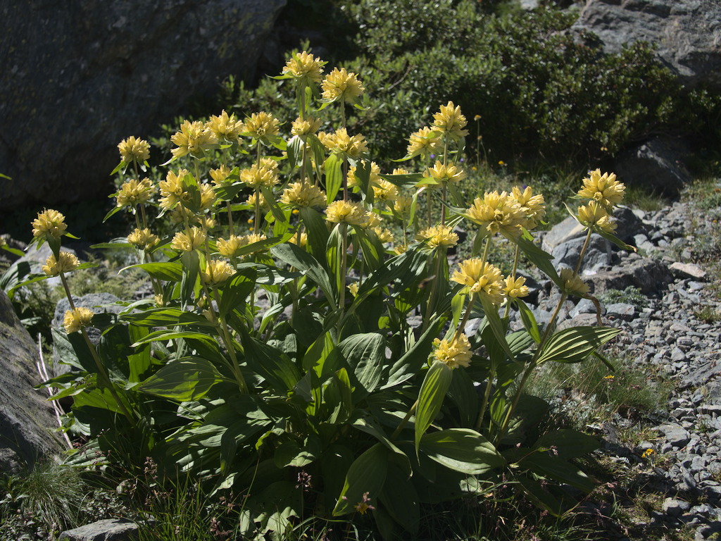 Gentiana lutea