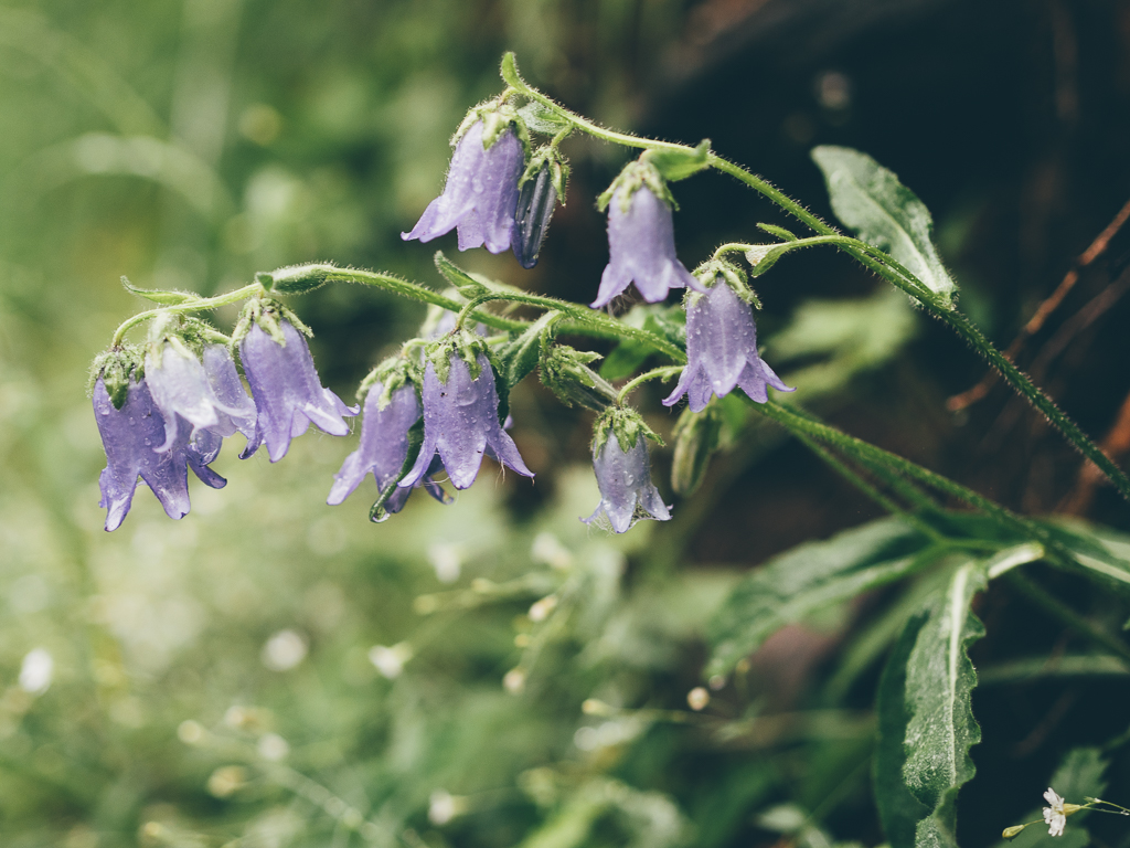 Campanula scheuchzeri