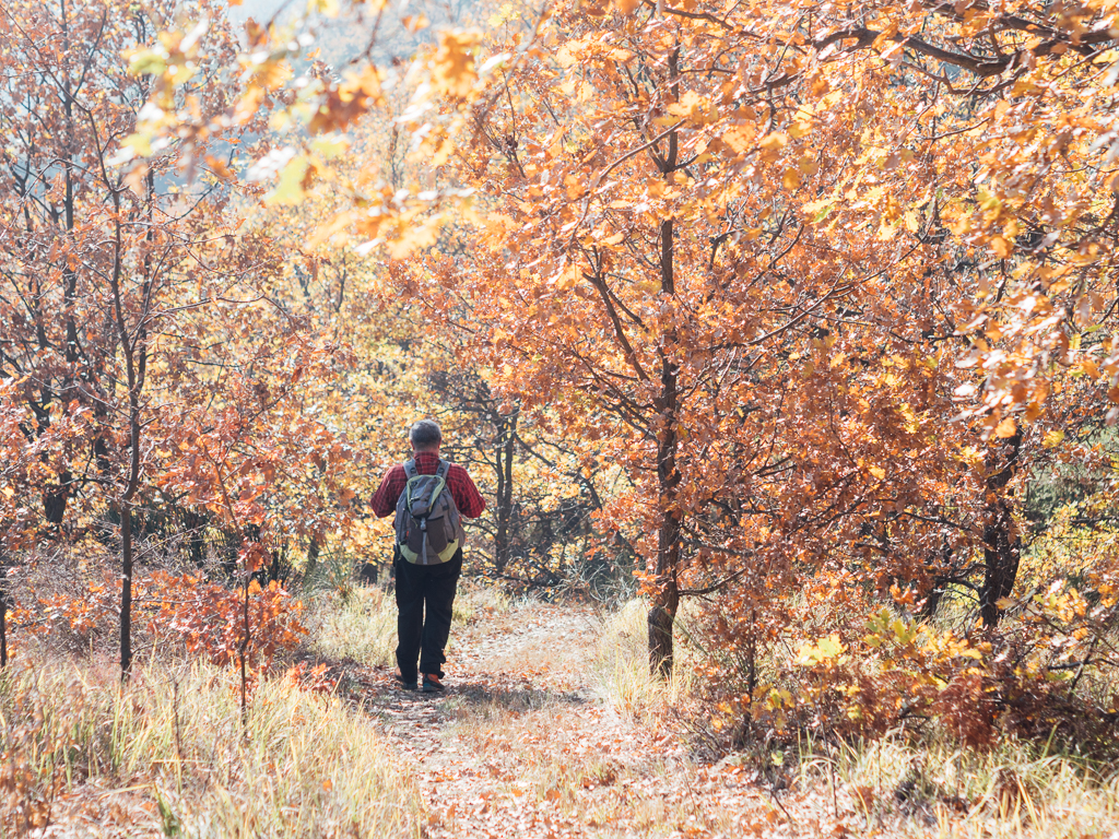 Nel bosco di querce