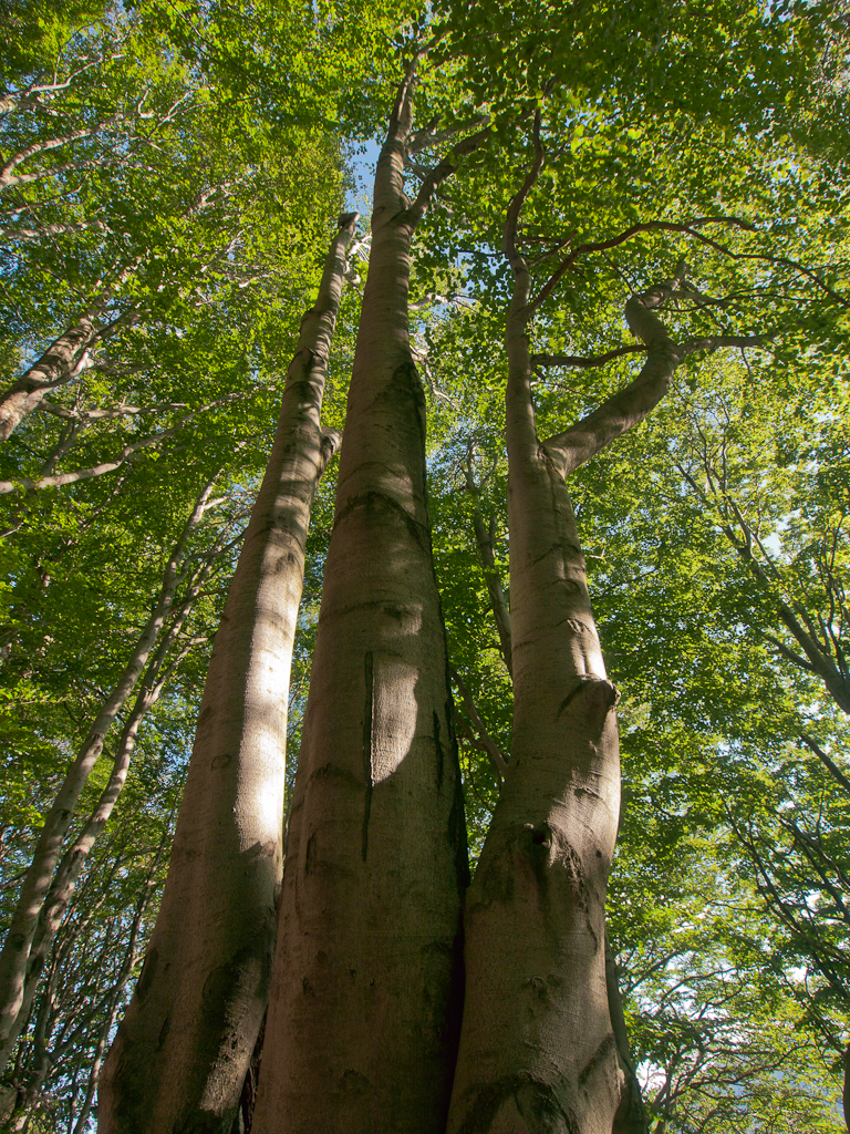 Pomeriggio in faggeta