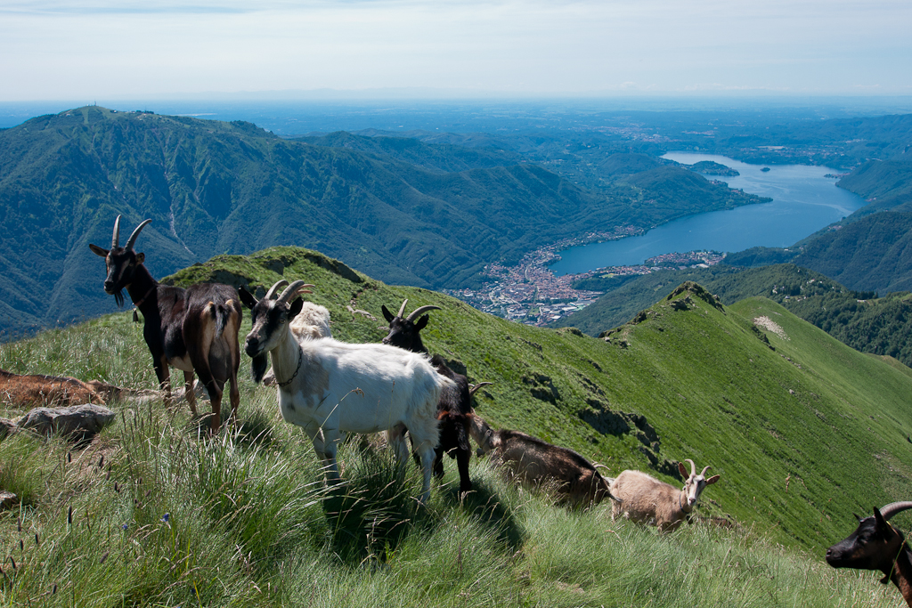 Le capre del Cerano