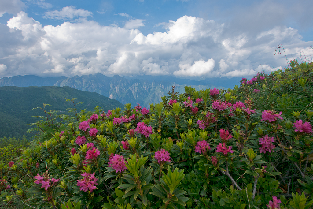 Rododendro fiorito sopra la Bocchetta di Bagnone