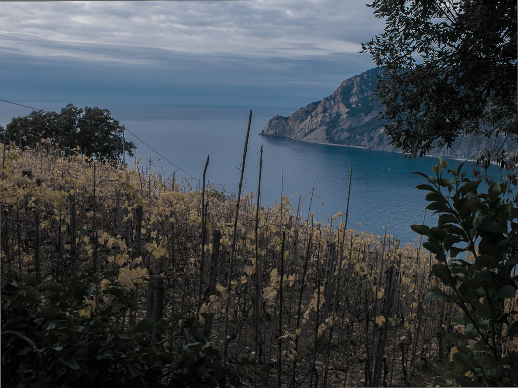 Monterosso - vigneto