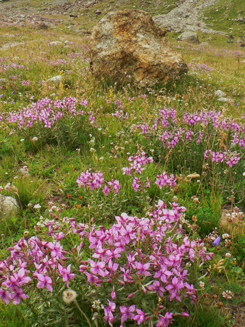 Rombo di fiori e masso