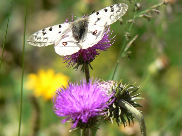 Parnassius Apollo in posa
