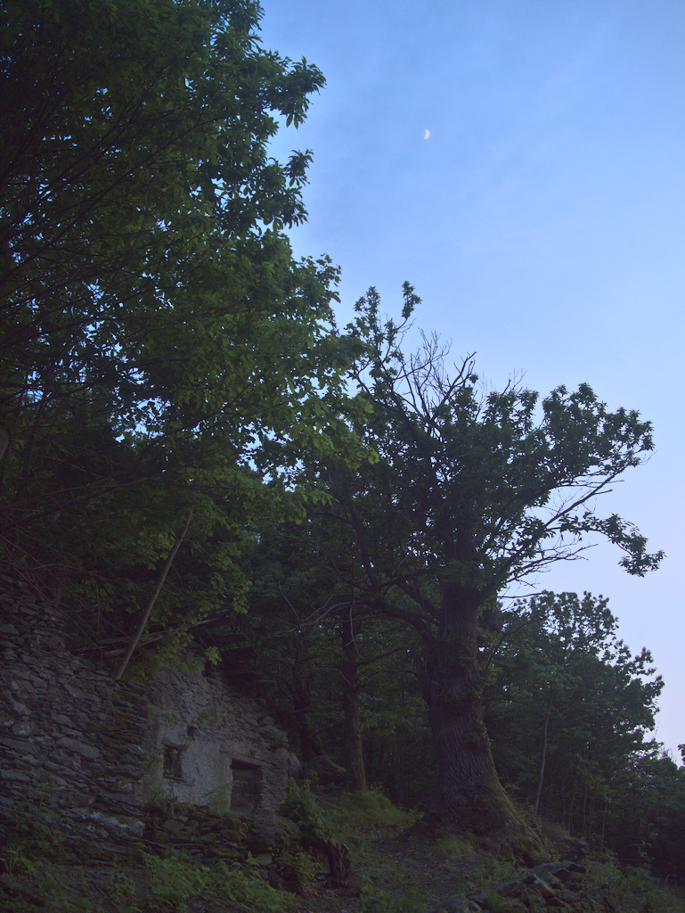 Castagni a Ormea