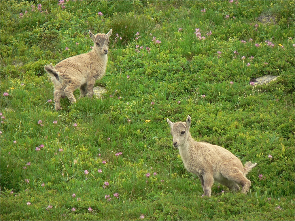 Cuccioli di stambecco