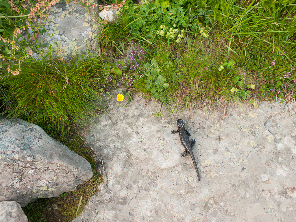 Salamandra di Lanza