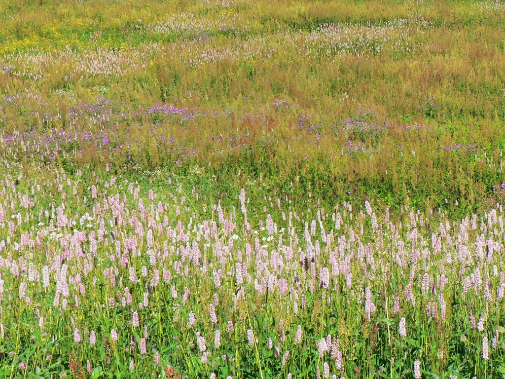 Fioritura a Pian del Re