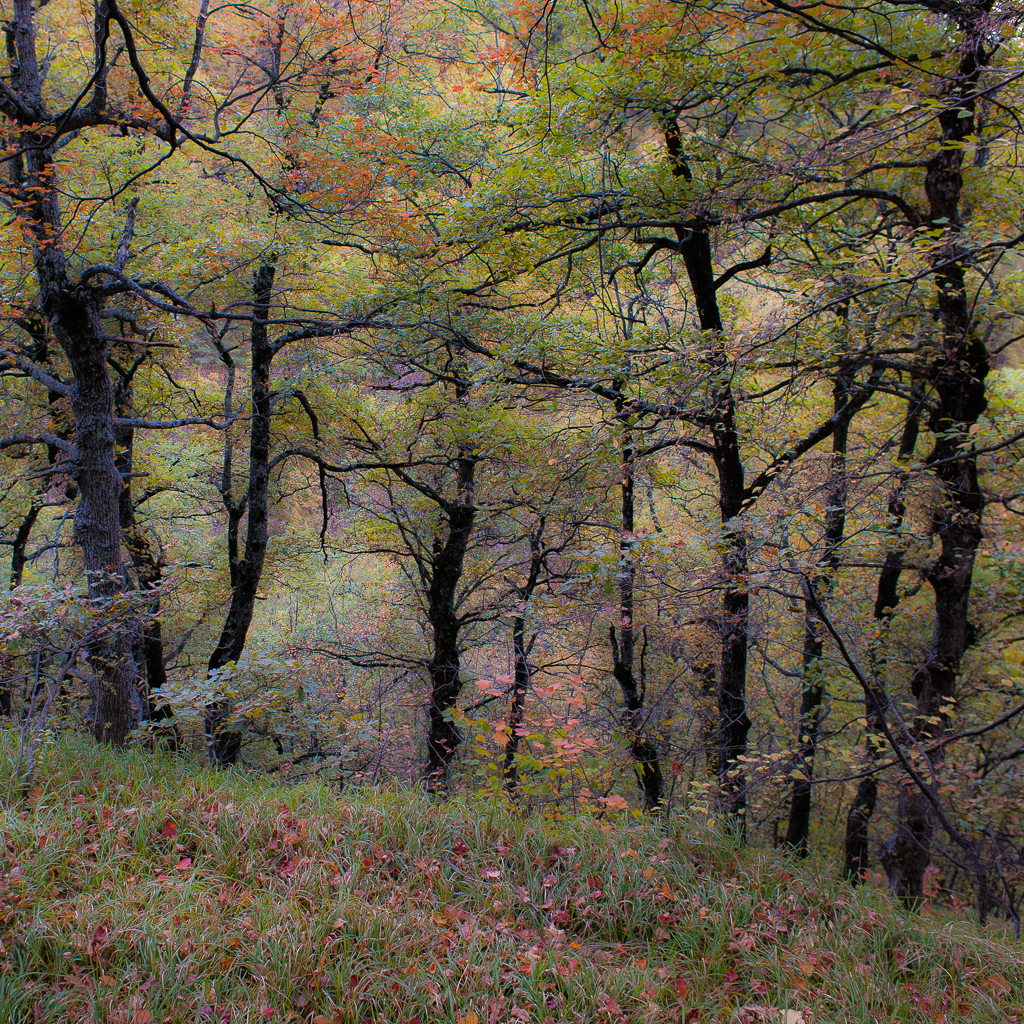 Autunno brigasco