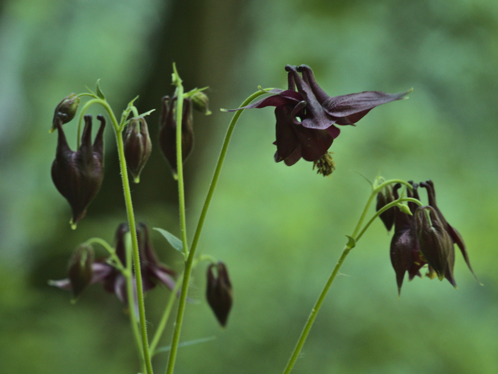 Aquilegia