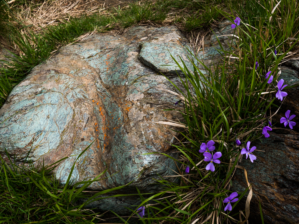 Roccia ofiolitica erosa dalle lese e viola di Bertoloni