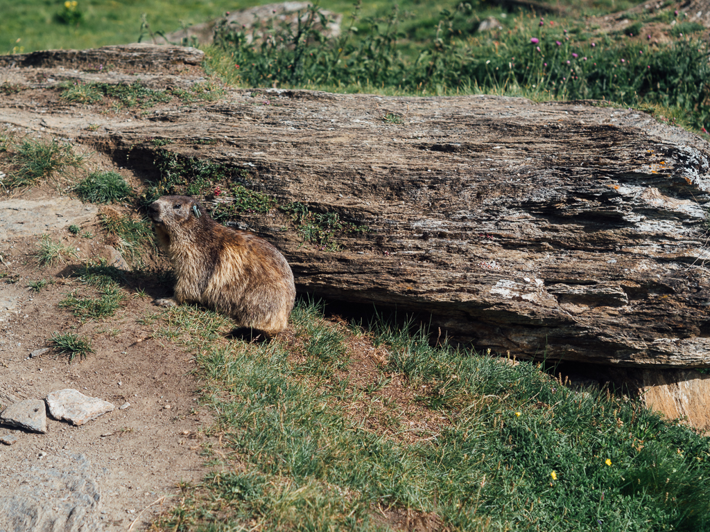 Marmotta a Orvieille