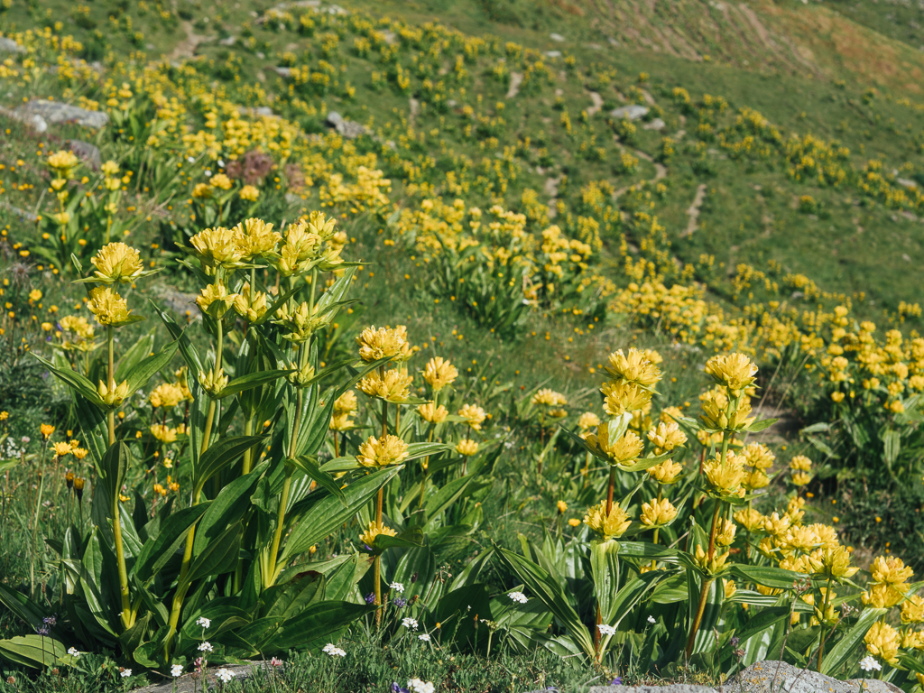 Gentiana lutea