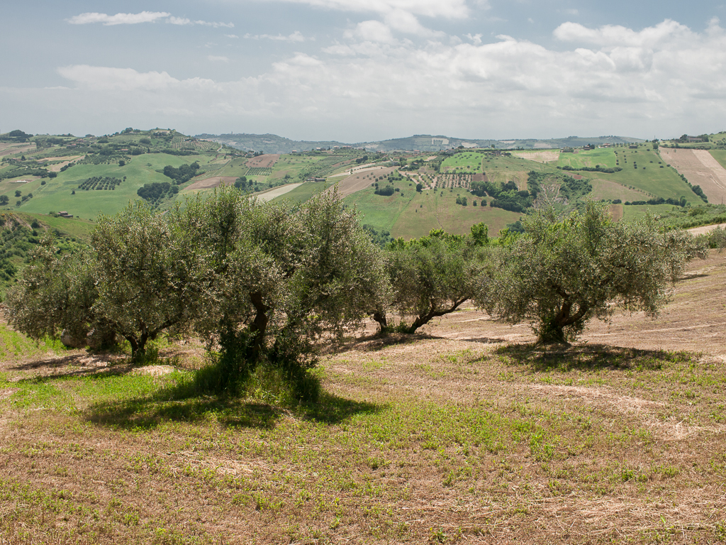 Ulivi a Mutignano