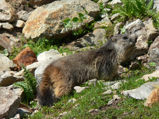 Marmotta eremita