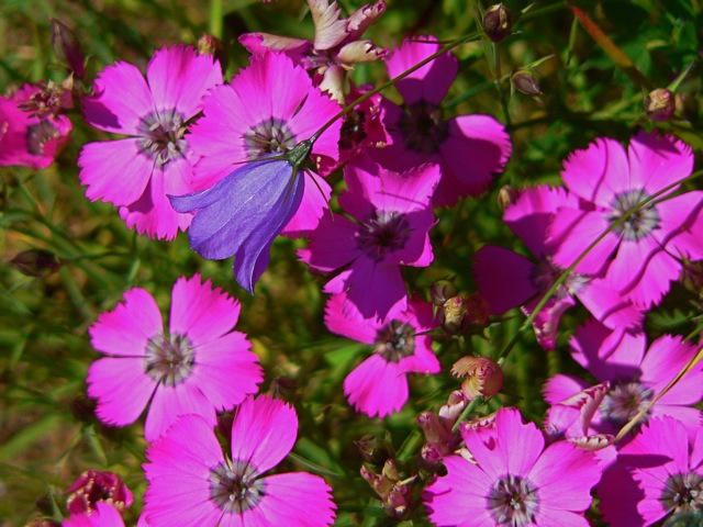 Campanula incisa