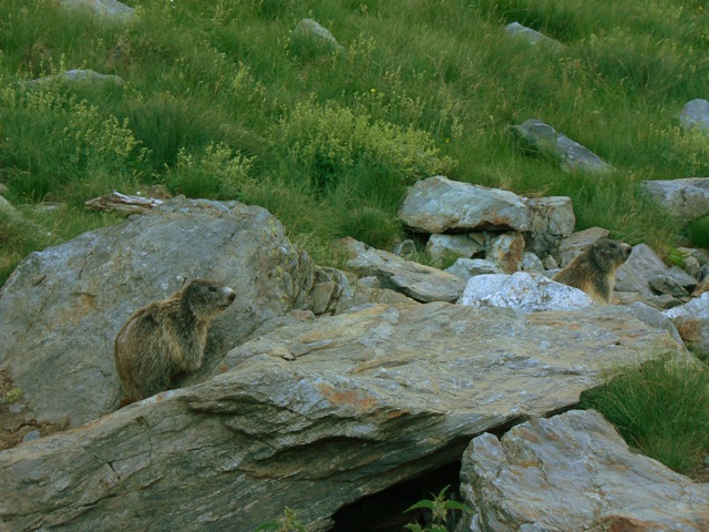 Due marmotte