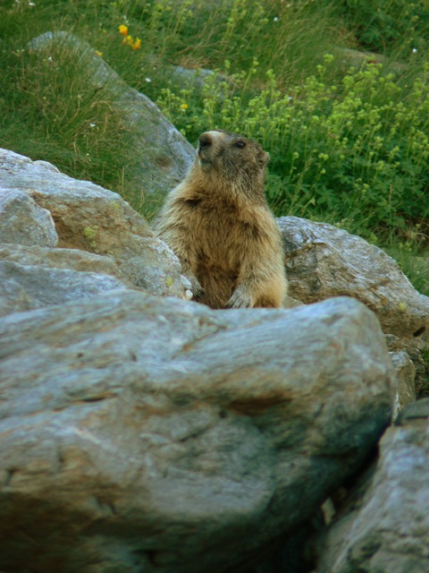 Marmotta all