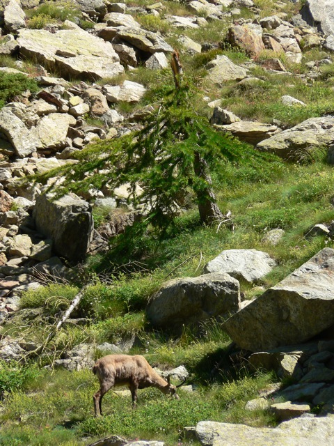 Il primo camoscio