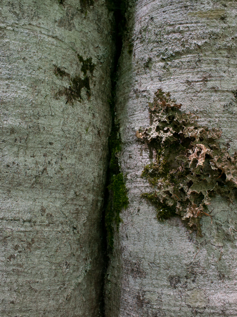 Lobaria Pulmonaria