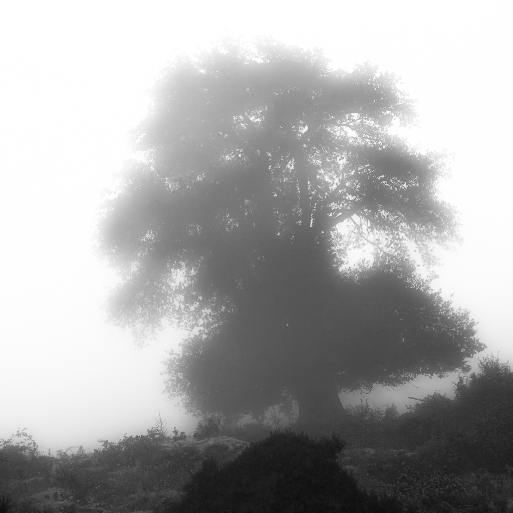 Leccio nella nebbia