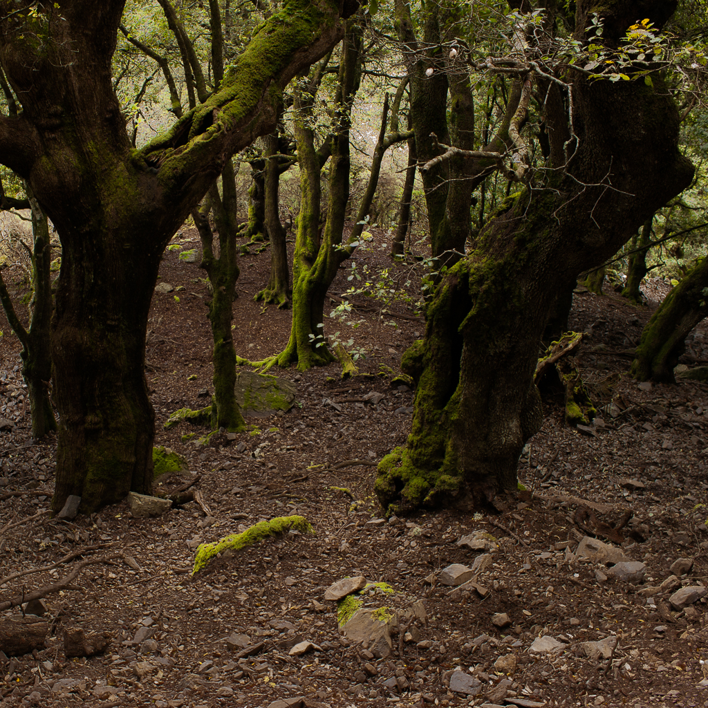 Foresta di lecci