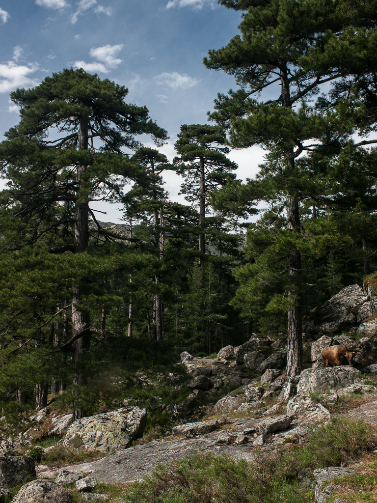 Pini larici e toro