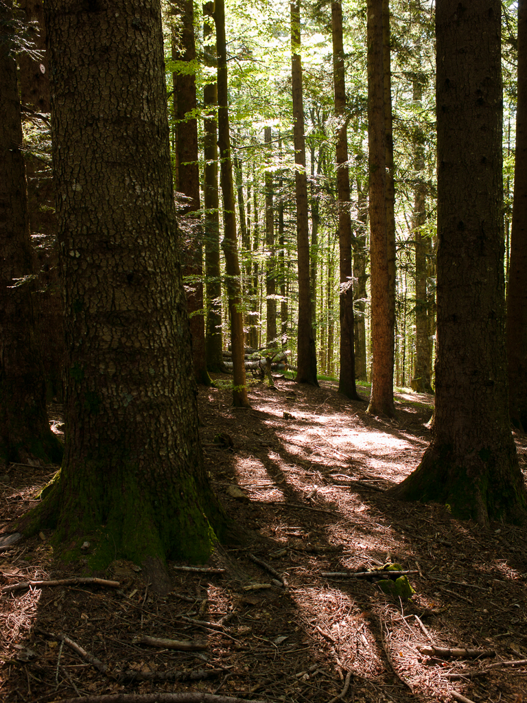 Foresta del Teso