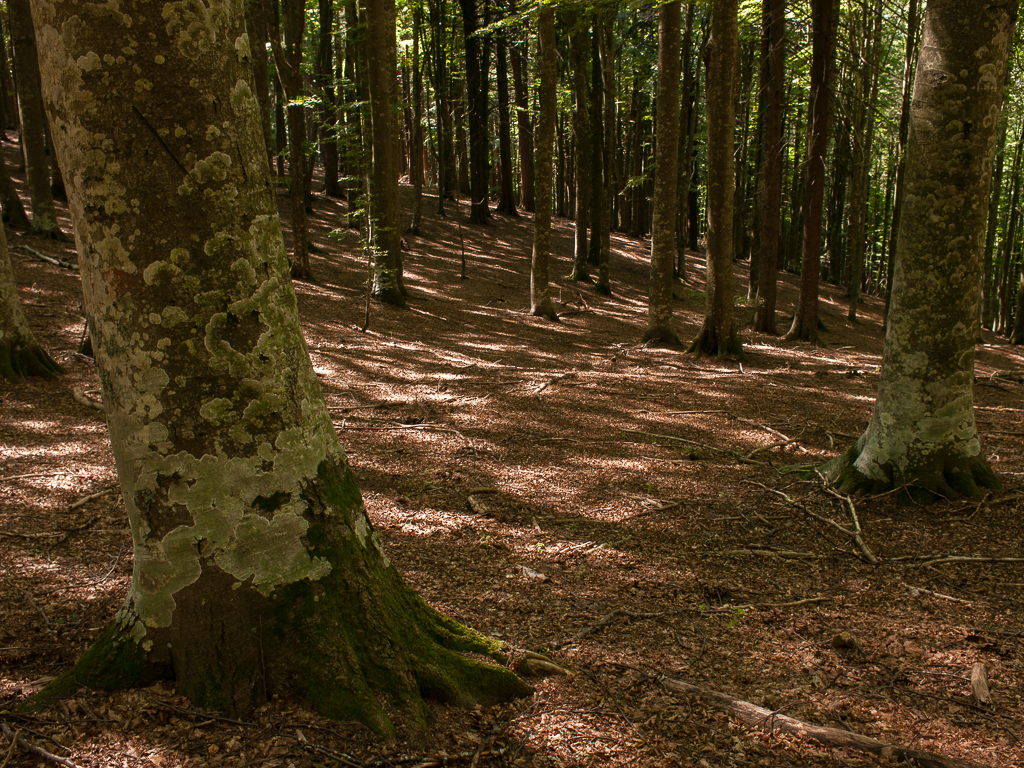 Foresta del Teso