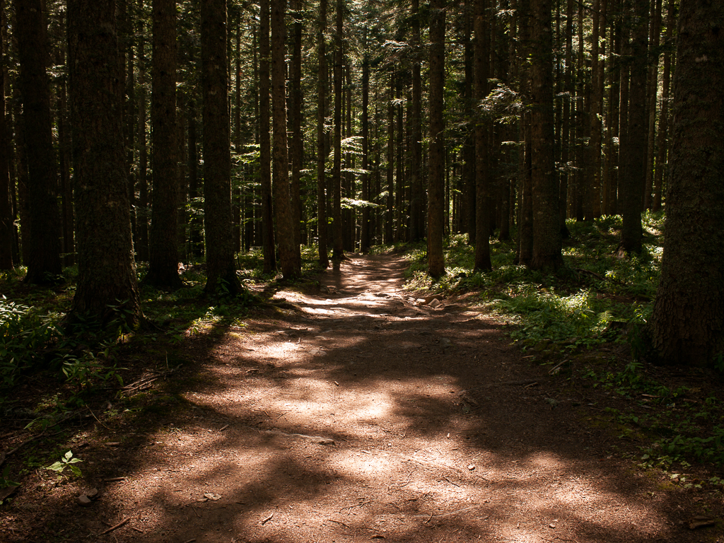 Foresta di Boscolungo