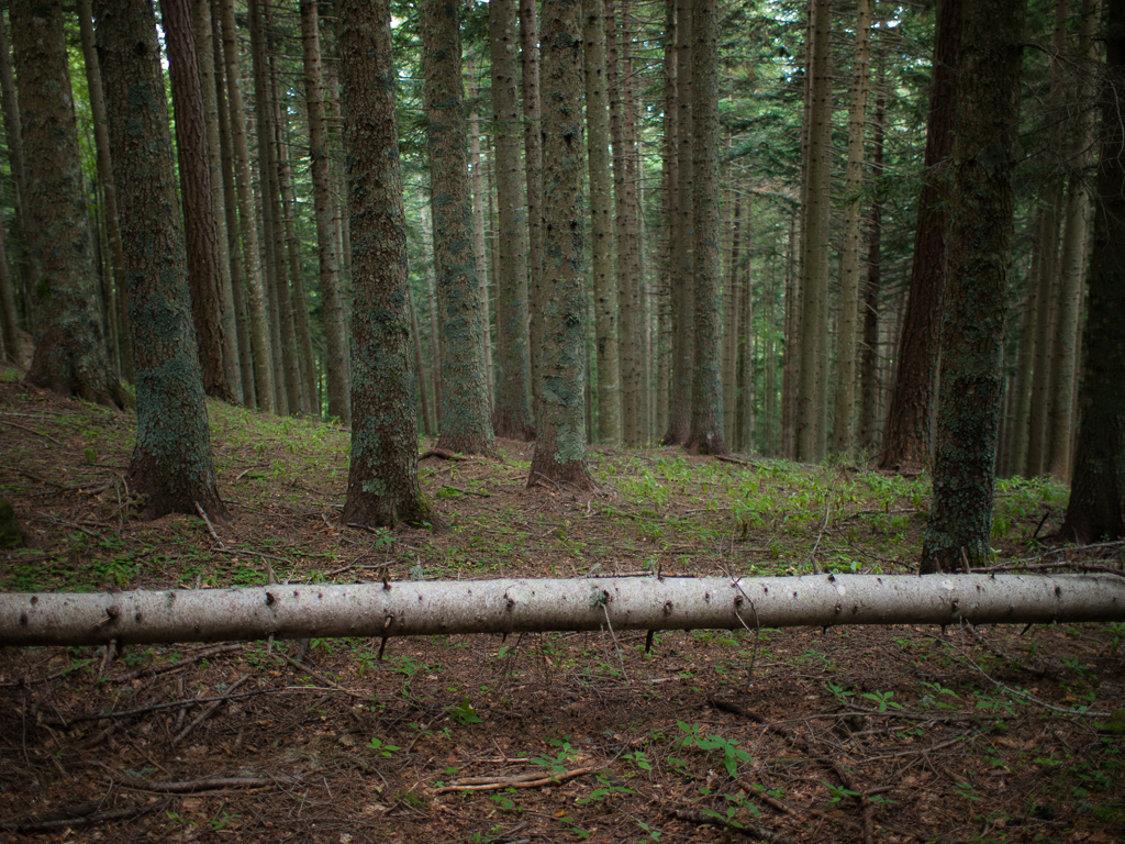 Foresta di Boscolungo