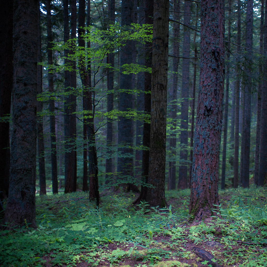 Foresta di Boscolungo