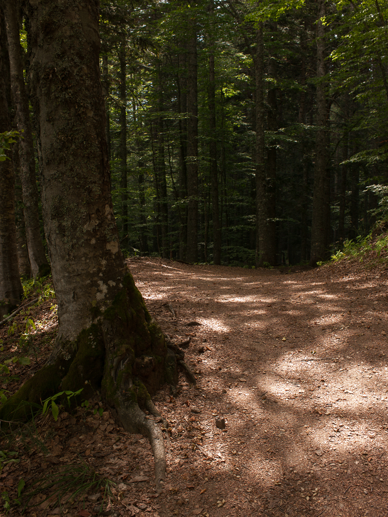 Foresta di Boscolungo