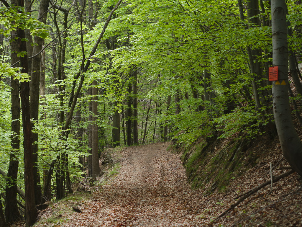 Faggeta tra il colle Luvetto e il colle Bergnon