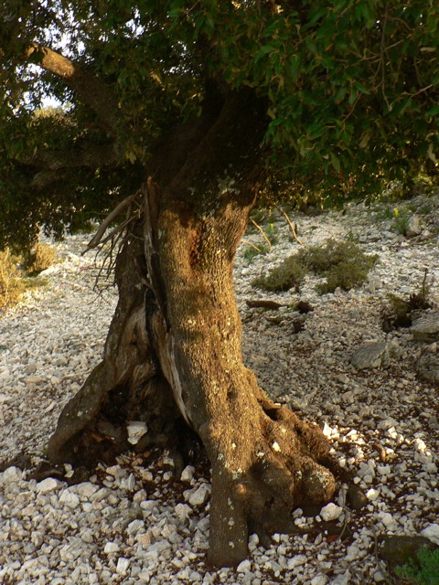 Luce della sera su un leccio