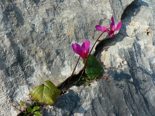 Ciclamini nella roccia
